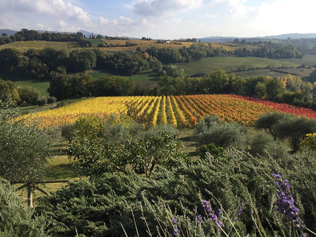 whatsapp image 2017-11-26 at 230049