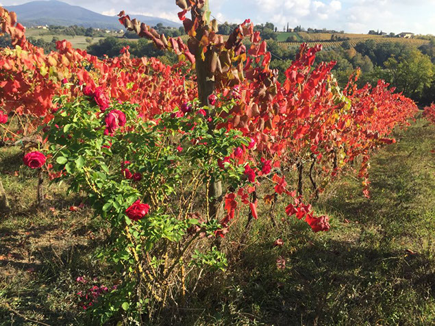 whatsapp image 2017-11-26 at 2301261