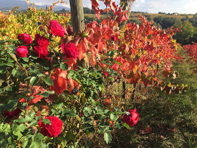 whatsapp image 2017-11-26 at 230127